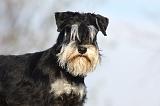 SCHNAUZER NAIN 050